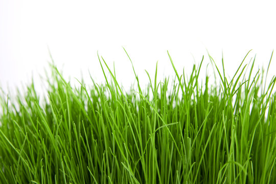 green grass isolated on a white background