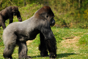 gorille mâle de plaine (dos argenté)