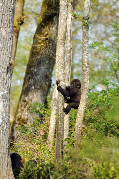 b&eacute;b&eacute; gorille de plaine (1 an et demi) grimpant &agrave; un arbre