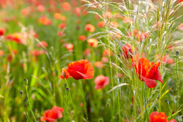 red poppies on  field
