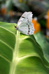 papillon