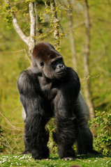 gorille mâle de plaine (dos argenté)