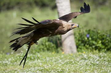 Aguila Real