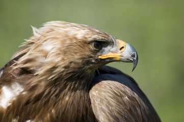 Aguila Real