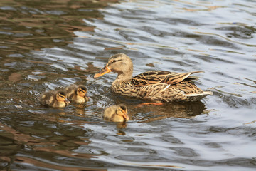 Obraz premium mother duck and ducklings