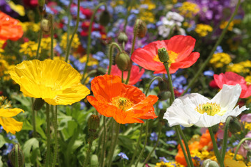Bunte Blumenwiese mit farbigem Mohn