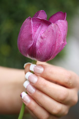 violette Tulpe