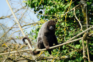 singes laineux ou lagotriche (lagothrix lagotricha)