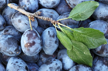 Plums - tasty and healthy plums straight from the garden