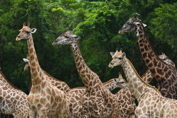 A walking group of Giraffe