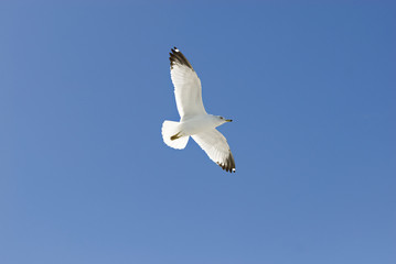 Seagull in the Sky