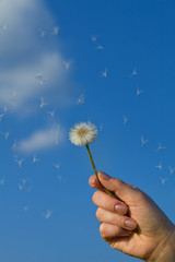 Hand holding dandelion against blue sky with seeds flying