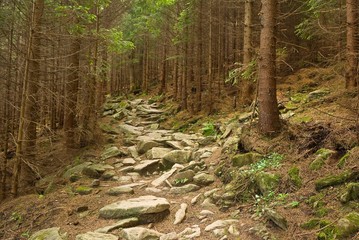 quiet misty forest