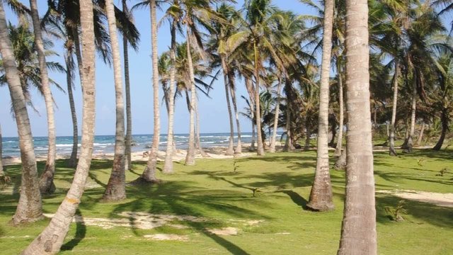 coconut trees caribbean sea  nicaragua central america