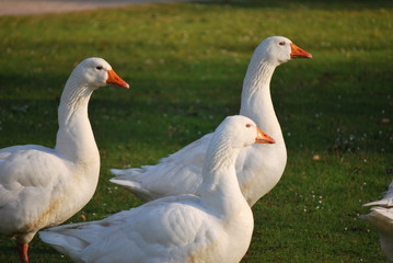 Gänse
