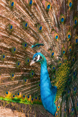Obraz premium Peacock