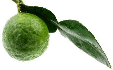 combava,  citrus hystrix, fond blanc