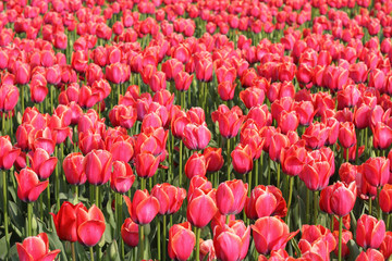 Field of many red tulips