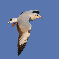 Flying seagull