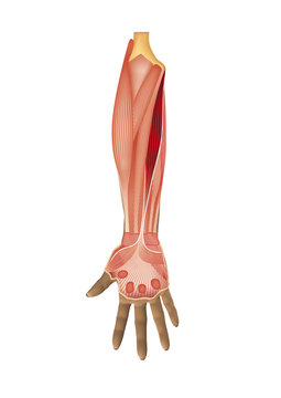 Anatom&iacute;a brazo