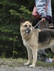 beautiful purebred german shepherd held on leash. before trainin
