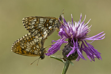 Mating butterflies on pink flower (Melitaea sp.)