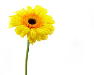 Yellow daisy
