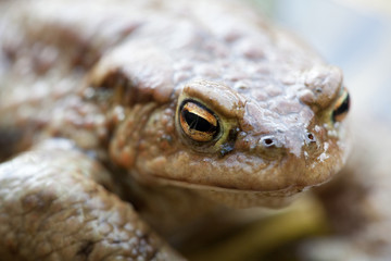 Common frog