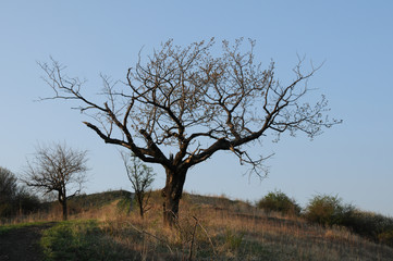 tree