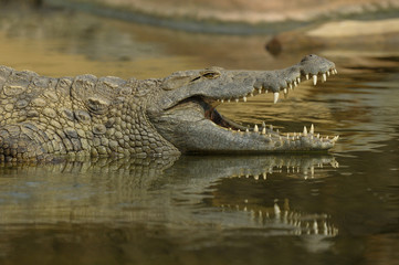 crocodile