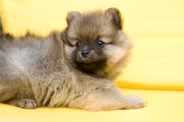 Hund, Spitz,Mittelspitz_Welpe