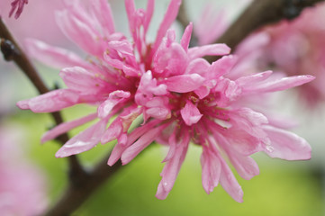 キクモモの花