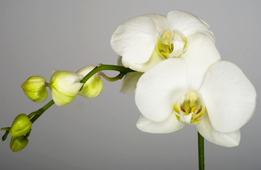 Orchid