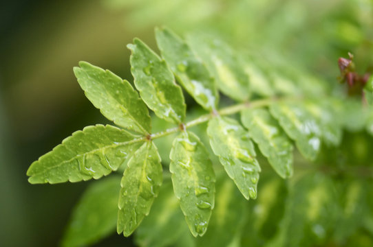 2 236 Best 山椒 Images Stock Photos Vectors Adobe Stock