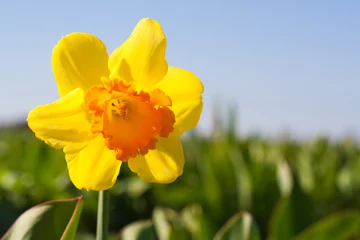 Tuinposter Yellow flower in a field - Narcissus © Peter Kirillov