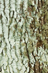 lichen on a trunk