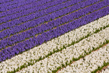 Field of violet and white flowers
