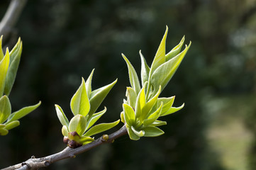 Fototapeta premium Frühling