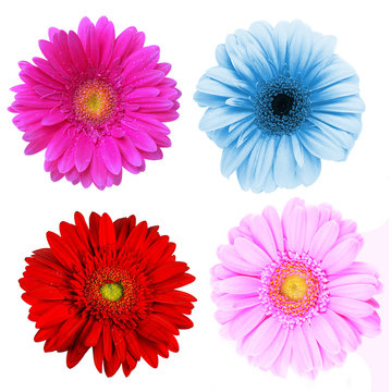 Perfect spring daisies collection isolated on white