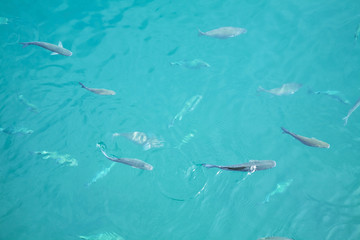 plenty of fish in the sea