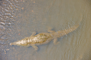 American crocodile swimming, view from above.