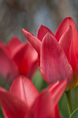 Rote Tulpen