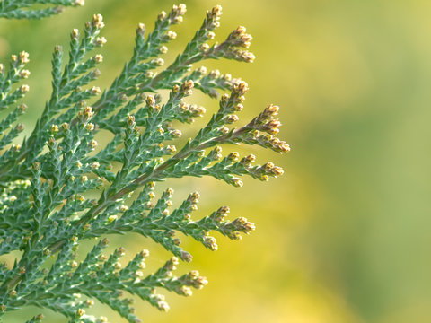 American Arborvitae,  Macro