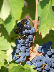 Bunch of ripe grapes