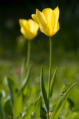 Obraz premium Gelbe Tulpen