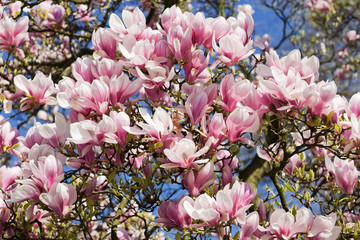 Fototapeta premium Magnolien