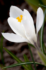 White crocus