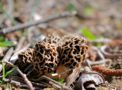morilles