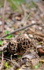 morilles