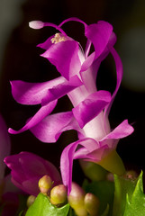 Pink flowers of the Christmas cactus (Schlumbergera)